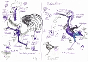 Anatomie_des_Bankivas_und_des_Vogels_2006